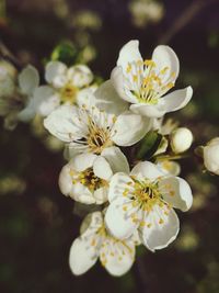 Close-up of white cherry blossoms