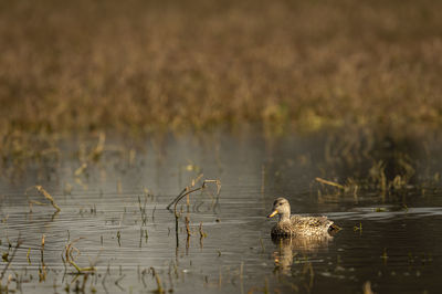 Birds swimming in lake