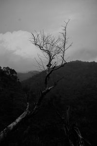 Bare tree on landscape against sky