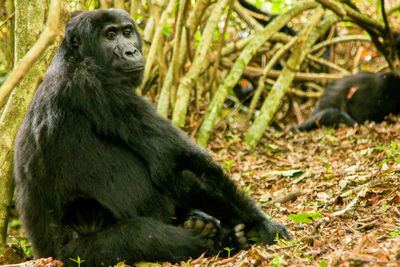 Monkey sitting on field