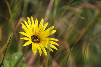 Meadow flower - flor de prado.