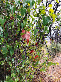 Close-up of red berries on tree