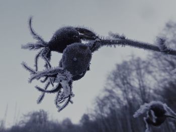 Low angle view of tree against sky during winter