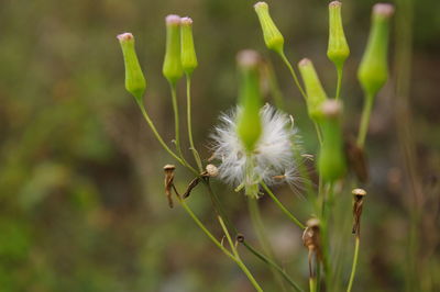 Close-up of insect on plant