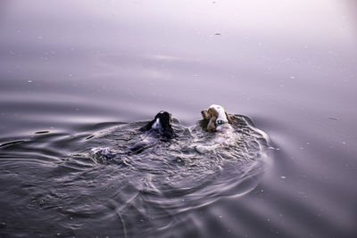 High angle view of ducks swimming in lake