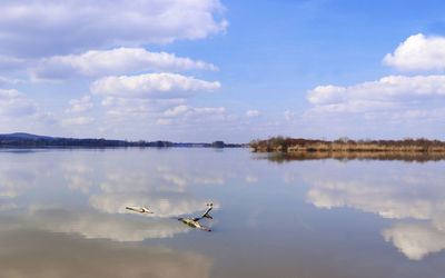 Birds flying over lake