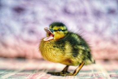 Close-up of a bird