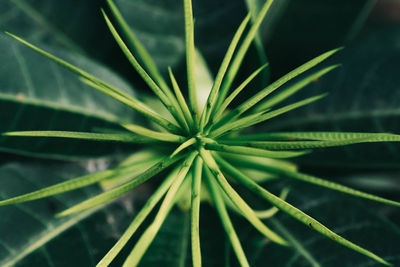 Close-up of green leaves