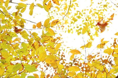 Full frame shot of leaves