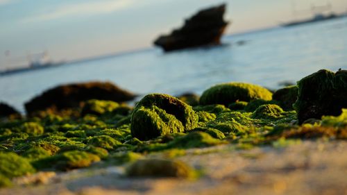 Close-up of moss growing on beach