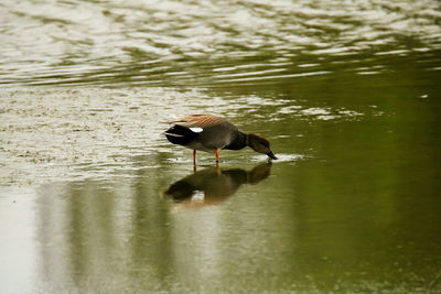 Duck on lake