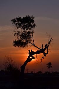 Silhouette tree on field against sky during sunset