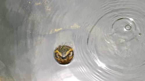 High angle view of turtle in lake