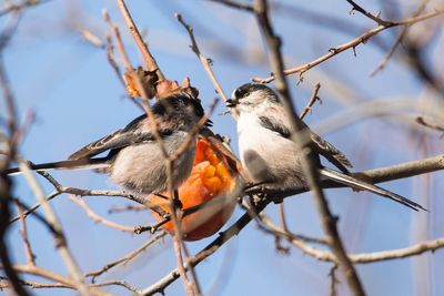 Low angle view of bird perching on tree against sky