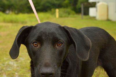 Close-up portrait of a dog