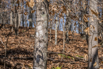 tree