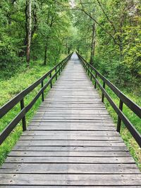 Boardwalk amidst trees