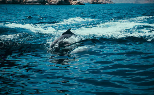 View of dolphin swimming in sea 