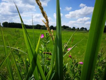 Close-up of fresh green grass in field against sky