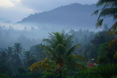 Scenic view of palm trees against sky