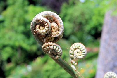 Close-up of mushrooms growing in forest