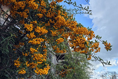 Low angle view of flowering tree against orange sky