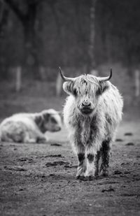 Portrait of highland cattle