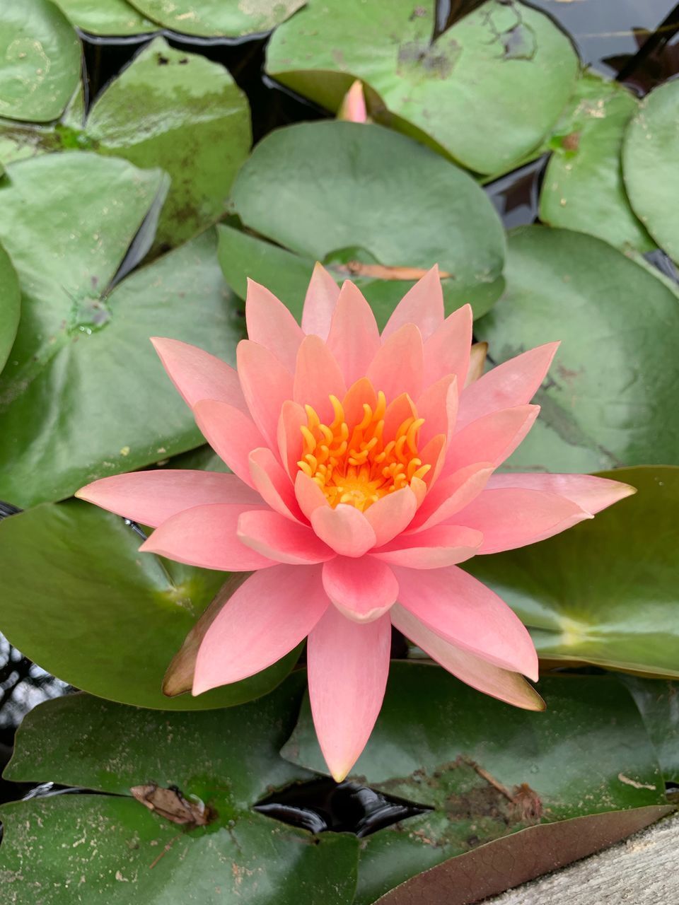 CLOSE-UP OF LOTUS WATER LILY