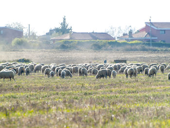 Sheep grazing on field against sky