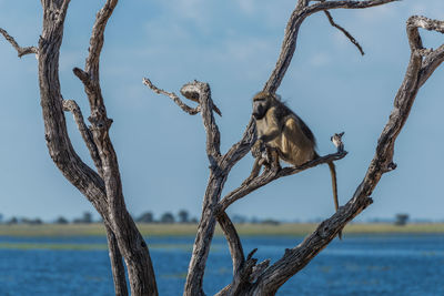 Low angle view of chacma baboon sitting on bare tree