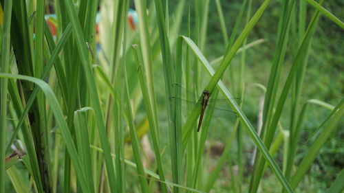 Close-up of insect on grass