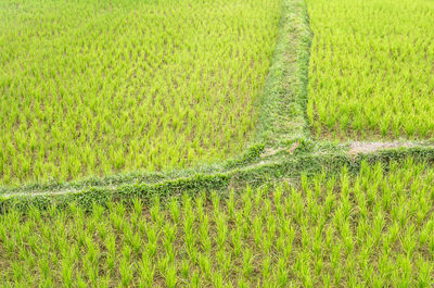 Scenic view of rice field