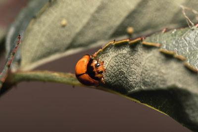 Close-up of ladybug on leaf