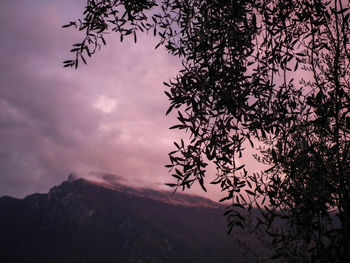 Tree against sky during sunset