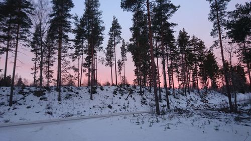 Trees in forest during winter