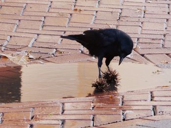 Bird against brick wall