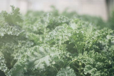 Close-up of fresh green leaves