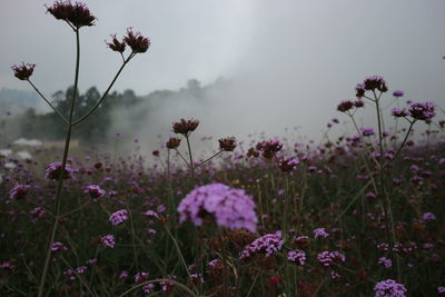 Close-up of purple flowering plants on field against sky