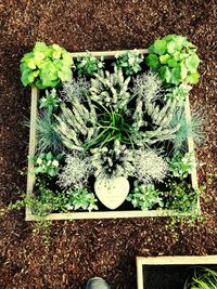 High angle view of plants