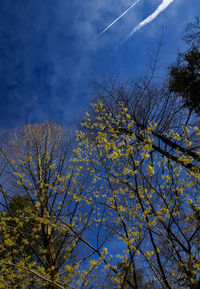 Low angle view of tree against sky