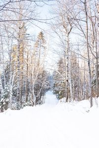 Bare trees on snow covered land