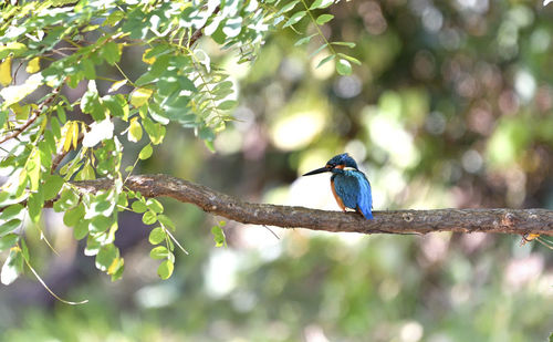 Bird perching on a branch