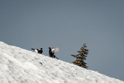 Low angle view of birds on snowcapped mountain against clear sky