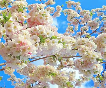 Low angle view of cherry blossoms in spring