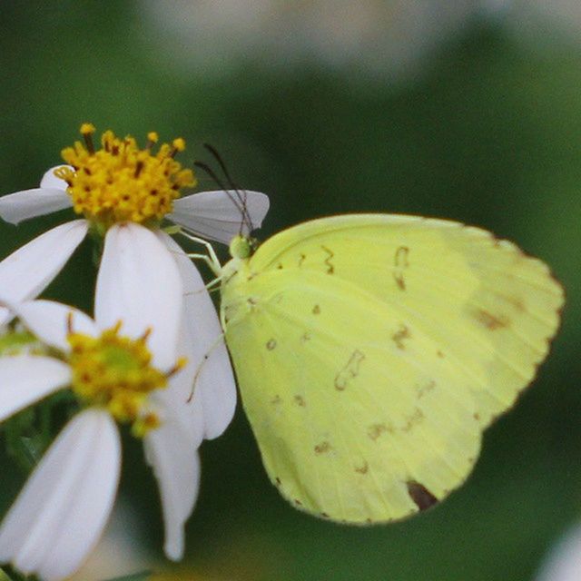 flower, freshness, petal, yellow, fragility, flower head, growth, close-up, beauty in nature, focus on foreground, nature, plant, blooming, pollen, selective focus, in bloom, day, single flower, stamen, no people