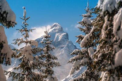 Snow covered trees against sky