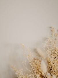 Close-up of dry plants on land against sky