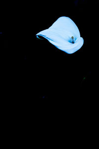 Close-up of rose flower against black background