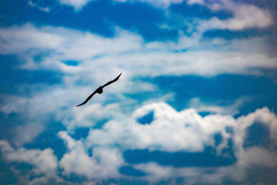 Low angle view of bird flying in sky