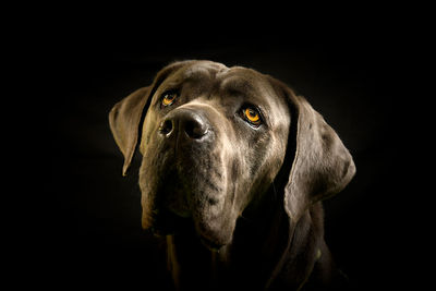 Close-up portrait of a dog over black background